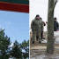 Новая жизнь у балки Хар-Булук: молодой дуб встал на защиту Одинокого тополя в Калмыкии - Газета Рассвет